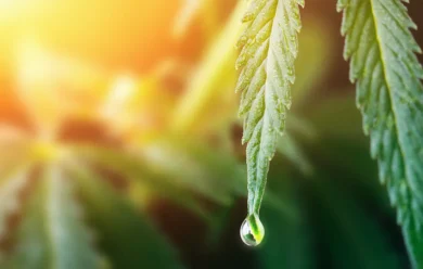 Zbliżenie liścia konopi z kroplą wody na czubku, na rozmytym tle odbijające się światło słoneczne.